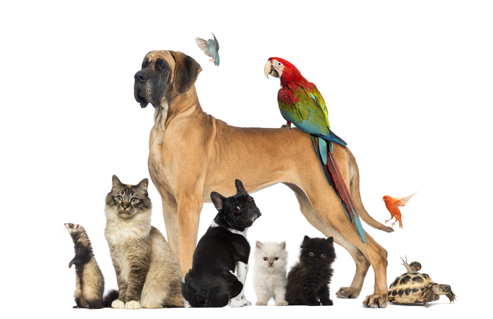 Mens en hond in beweging in de natuur — actieve wandeling met rustmoment
