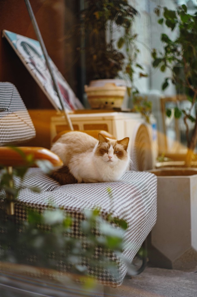 Kat ontspannen thuis in een rustige setting — zorg op maat in vertrouwde omgeving