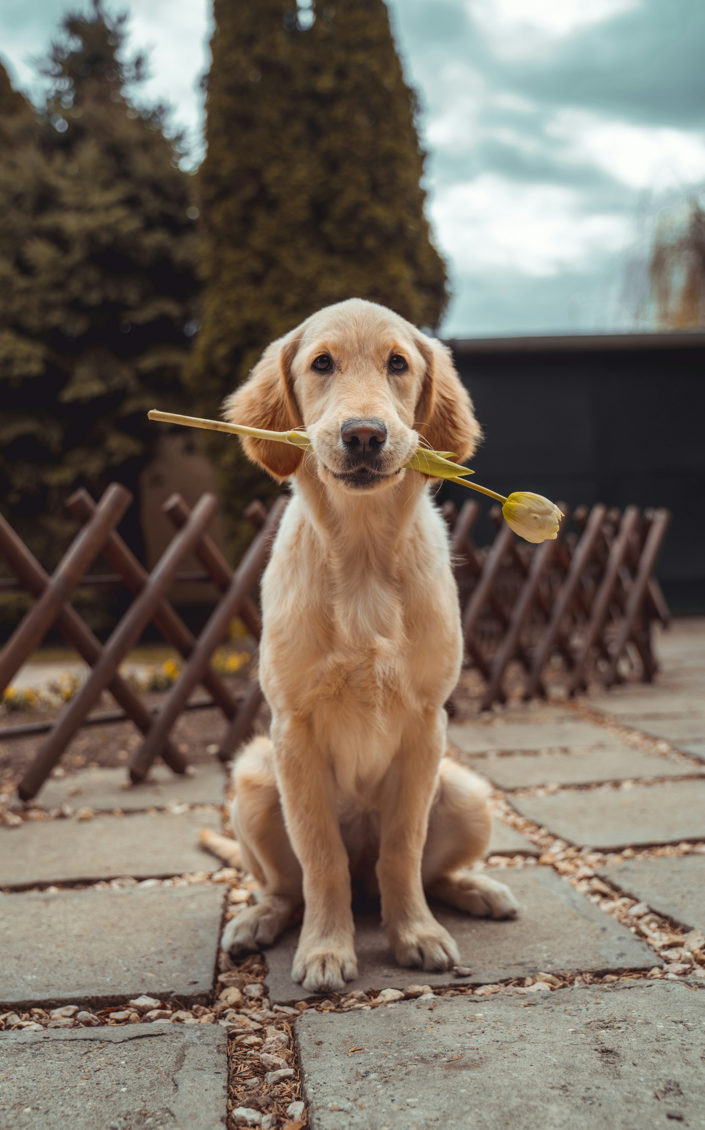 Warm, innig moment tussen een mens en een hond — aandacht, vertrouwen en samen zijn