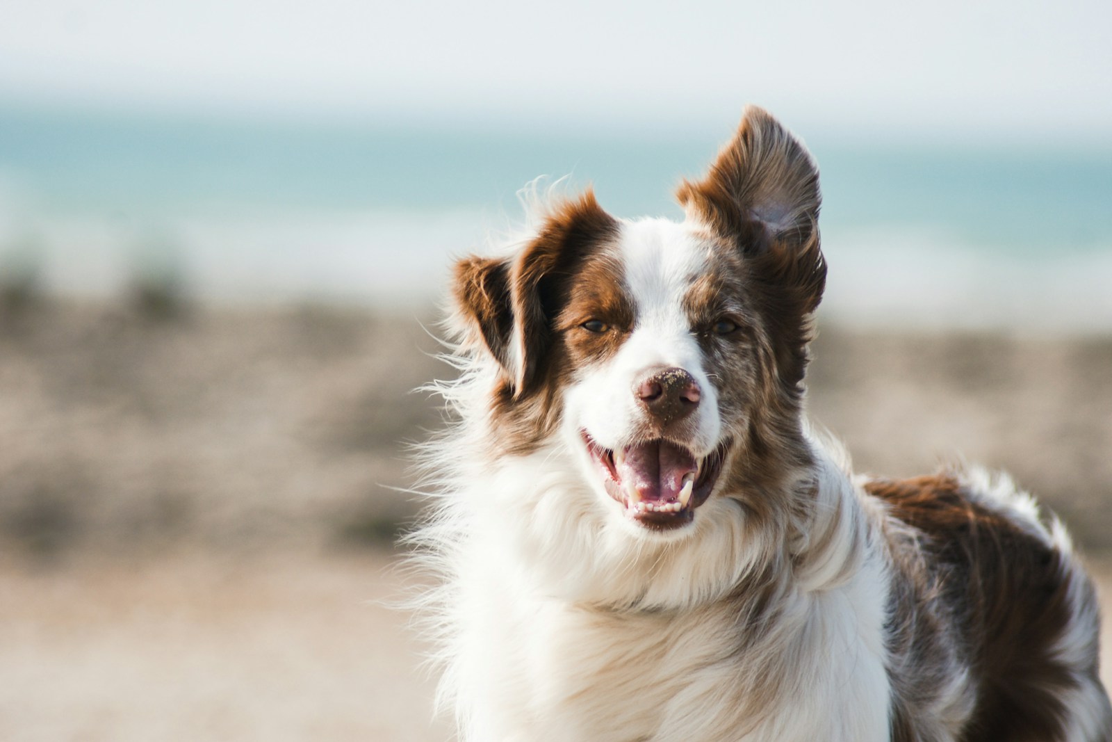 Baasje wandelt met hond in groene omgeving